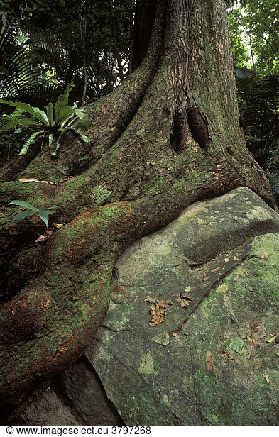 Urwaldriese auf Fels im Regenwald Insel Tioman Malaysia