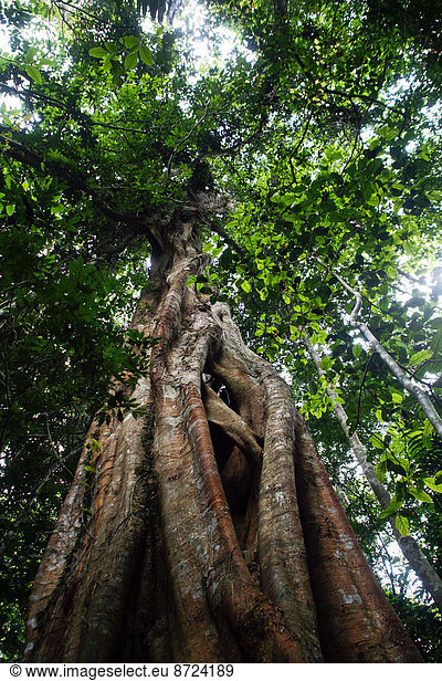 Urwaldriese  Birkenfeige (Ficus benjamina)  Nationalpark Khao Yai  Thailand