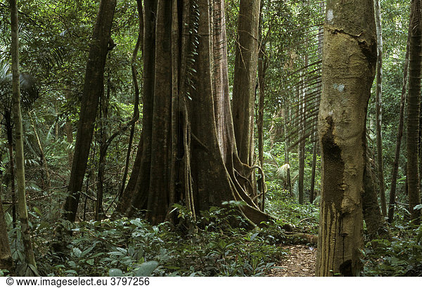Urwaldriese im Regenwald auf Insel Tioman Malaysia