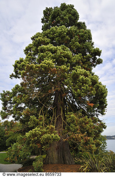 Urweltmammutbaum (Metasequoia glyptostroboides)  Mainau  Baden-Württemberg  Deutschland