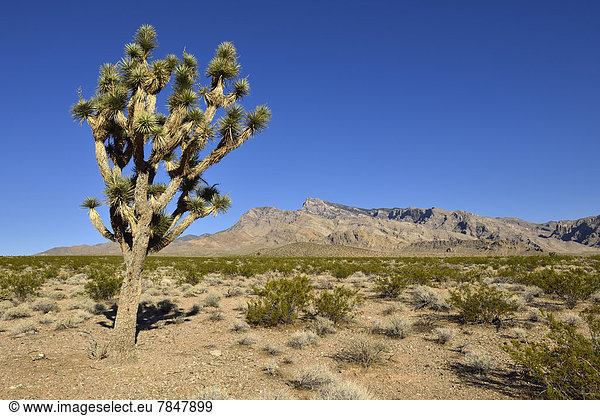 USA,  Nevada,  Mojave-Wüste mit Joshua-Baum