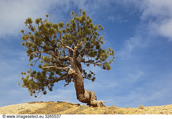 USA,  Utah,  Bryce Canyon Nationalpark,  Limber Pine (Pinus flexilis)