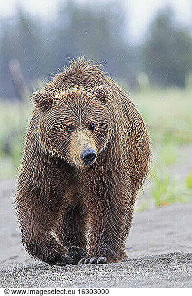 USA  Alaska  Lake Clark National Park and Preserve  Braunbär (Ursus arctos)