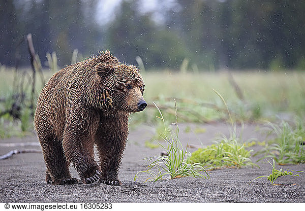 USA  Alaska  Lake Clark National Park and Preserve  Braunbär (Ursus arctos)