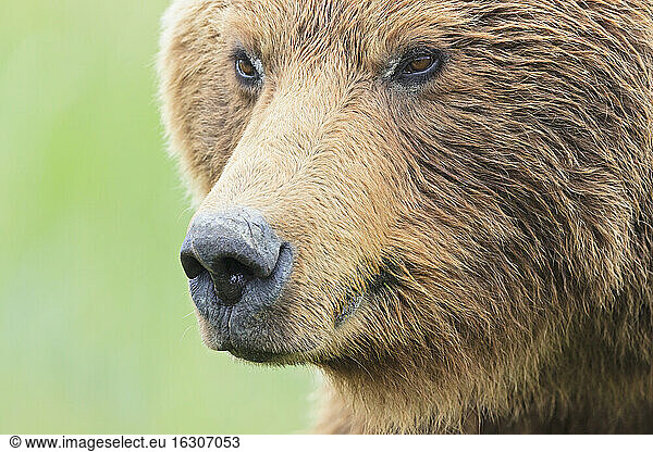 USA  Alaska  Lake Clark National Park and Preserve  Braunbär (Ursus arctos)