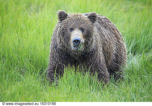 USA  Alaska  Lake Clark National Park and Preserve  Braunbär (Ursus arctos)