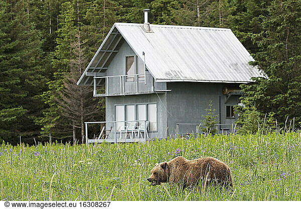 USA  Alaska  Lake Clark National Park and Preserve  Braunbär (Ursus arctos) vor einer Hütte