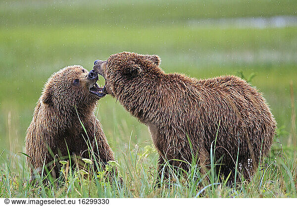 USA  Alaska  Lake Clark National Park and Preserve  Braunbären (Ursus arctos) beim Spielen