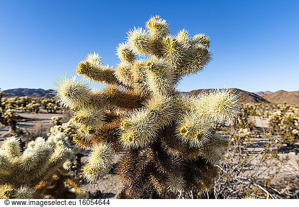 USA  California  Cholla cacti in Joshua Tree National Park