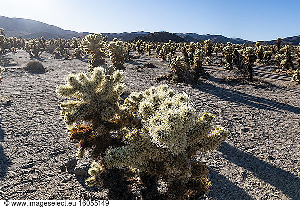 USA  California  Cholla cacti in Joshua Tree National Park