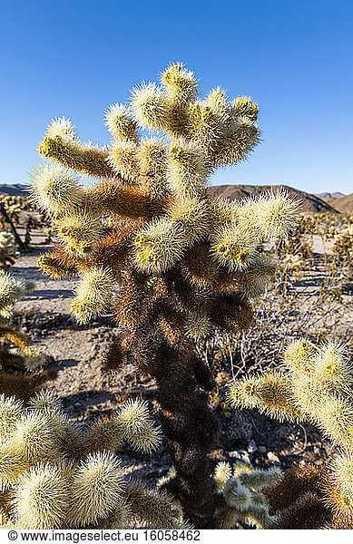 USA  California  Cholla cacti in Joshua Tree National Park