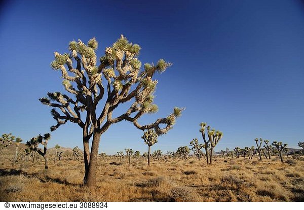 USA California Joshua Tree National Park Joshua Trees Yucca Brevifolia