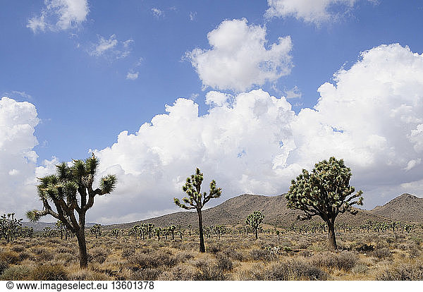 USA  California  Joshua Tree National Park  Joshua trees  Yucca brevifolia  in barren landscape with dramatic cloud formations in blue sky above.