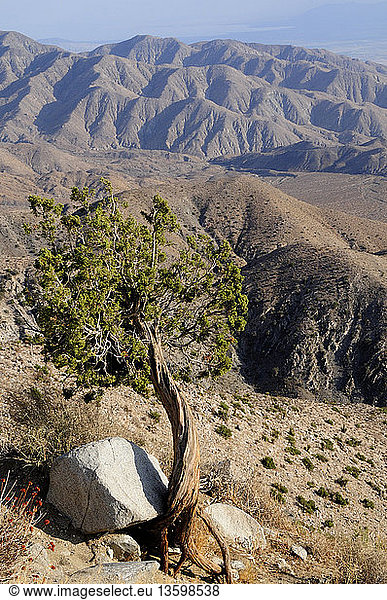 USA  California  Joshua Tree National Park  Twisted tree and mountain scenery from Keys View.