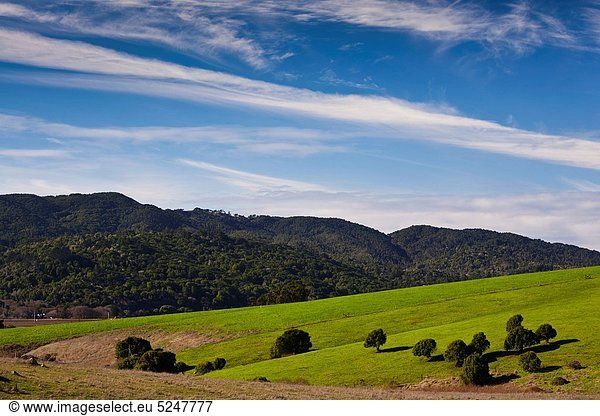 USA  California  Northern California  North Coast  Tomales Bay-area  Bivalve  landscape on Highway 1