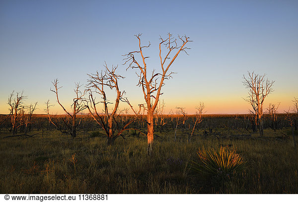 USA  Colorado  Mesa Verde National Park  Bare trees against sunset sky