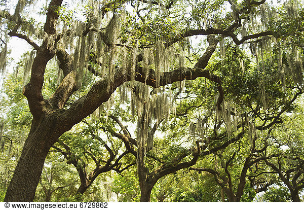 USA  Georgia  Savannah  Spanish moss on oak trees