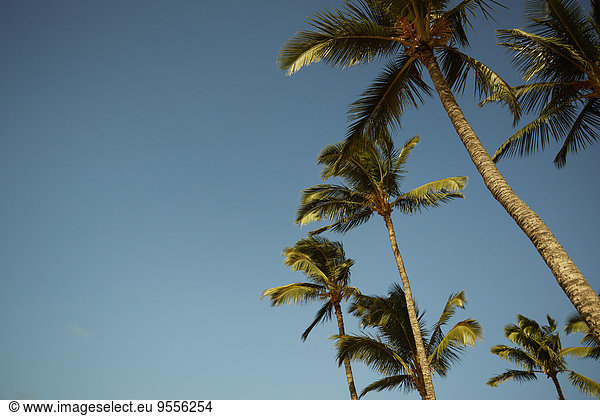 USA  Hawaii  Blick auf Palmen vor blauem Himmel