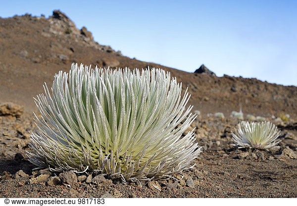 USA Hawaii Maui Haleakala Silberschwert im Vulkankrater wachsend