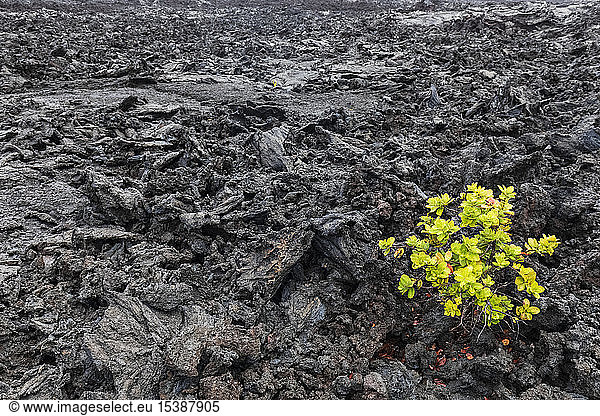 USA  Hawaii  Volcanoes National Park  plant growing on igneous rocks