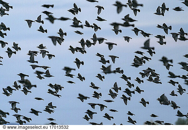 USA  Idaho  Bellevue  Vogelschwarm im Flug