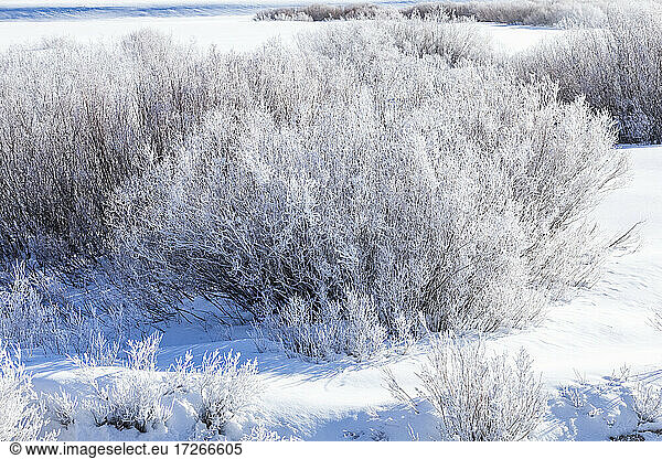 USA  Idaho  Stanley  Icy riverside willows