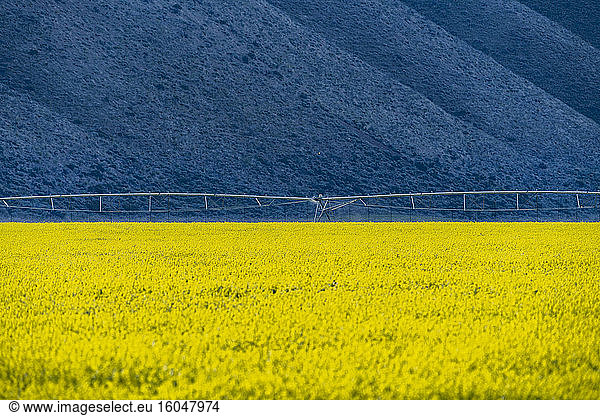 USA  Idaho  Sun Valley  Senffeld mit Hügeln dahinter
