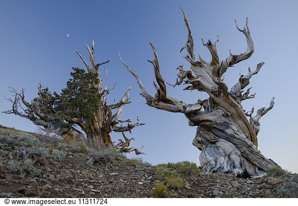 USA  Inyo County  Eastern Sierra  California  The Ancient Bristlecone Pine Forest is a protected area high in the White Mountains in Inyo County in eastern California  Pinus longaeva)