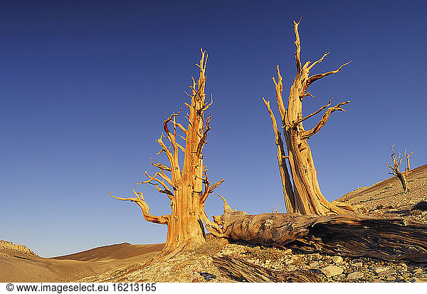 USA  Kalifornien  Borstenkiefern (Pinus longaeva)