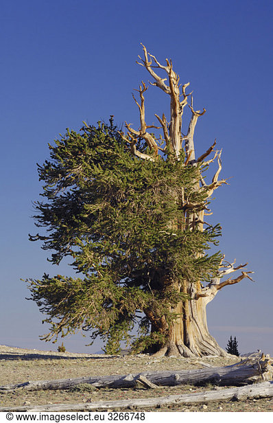USA  Kalifornien  Bristleocne Pine (Pinus longaeva) gegen blauen Himmel