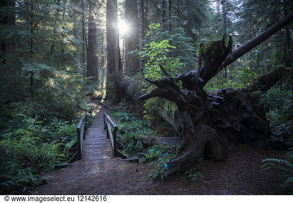 USA  Kalifornien  Crescent City  Jedediah Smith Redwood State Park  Wanderweg