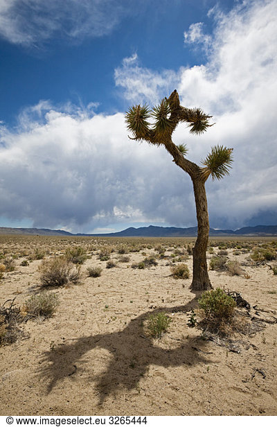 USA  Kalifornien  Death Valley Nationalpark  Joshua Tree (Yucca brevifolia) in der Landschaft