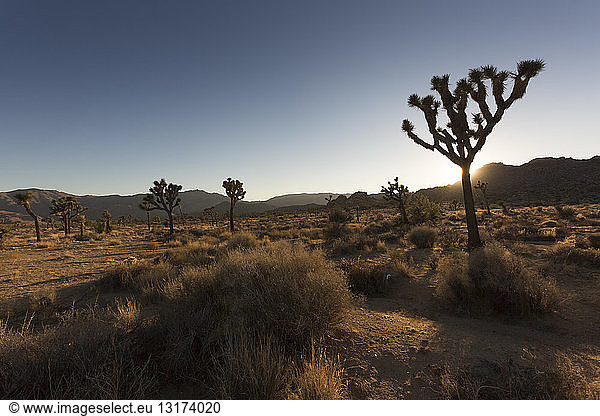 USA  Kalifornien  Joshua-Baum-Nationalpark bei Sonnenuntergang