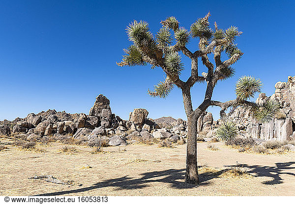 USA  Kalifornien  Josuabaum (Yucca Brevifolia) im Joshua Tree National Park