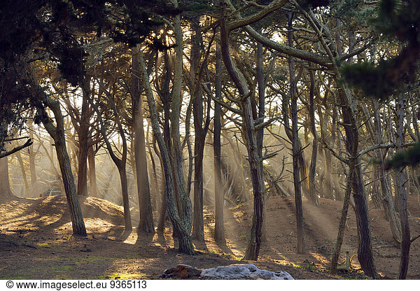 USA  Kalifornien  San Francisco  Sonnenstrahlen fallen durch Bäume bei Baker Beach