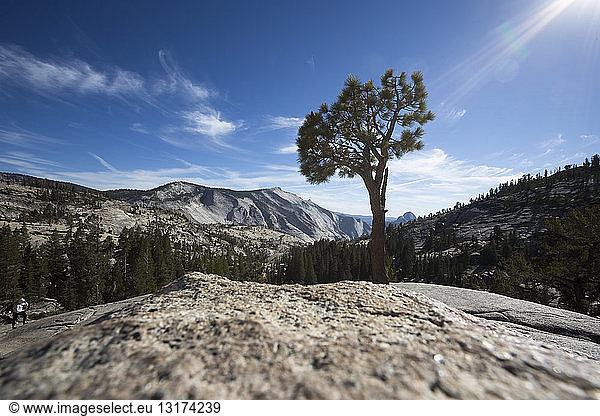 USA  Kalifornien  Yosemite National Park  Baum gegen die Sonne