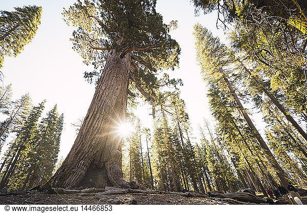 USA Kalifornien Yosemite-Nationalpark Mariposa Sequoias