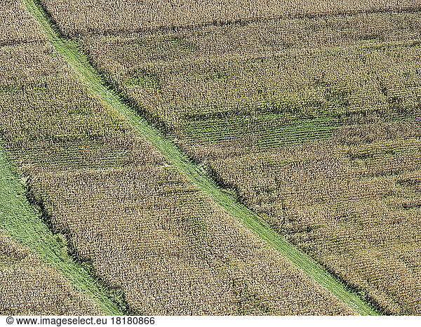 USA  Maryland  Aerial view of farming field with corn and other rotational crops in summer