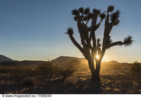 USA  Nevada  Joshua Tree bei Sonnenaufgang
