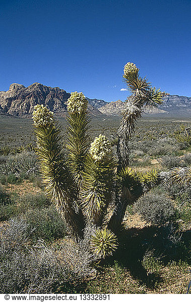 USA Nevada Red Rock Canyon Flowering Joshua Tree in barren rocky landscape.
