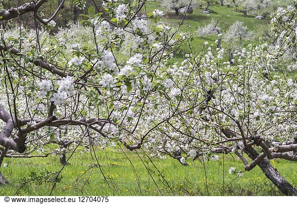USA  New England  Massachusetts  Bolton  apple trees in bloom  springtime.