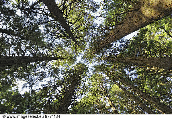 USA  Oregon  Ecola State Park  Blick von unten auf die Baumkronen