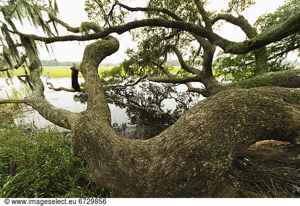 USA  South Carolina  Charleston  Spanish moss on oak trees