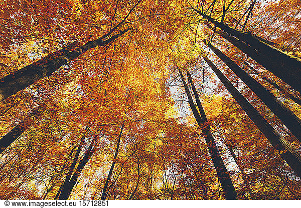 USA  Tennessee  Canopies of yellow forest trees in autumn