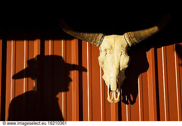 USA  Texas  Dallas  Cow skull on wall