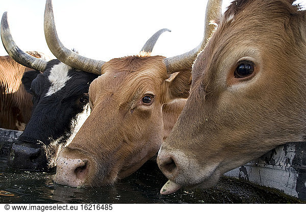 USA  Texas  Dallas  Texas Longhorn Cow (Bos taurus)