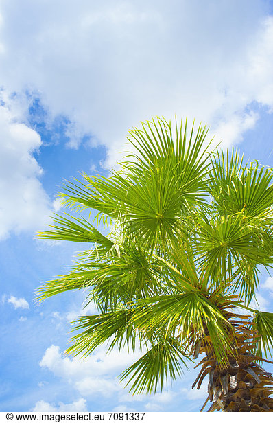 USA  Texas  Palmenblätter gegen teilweise bewölkten Himmel am Rio Frio