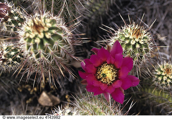 USA  United States of America  Arizona: cactus in bloom.