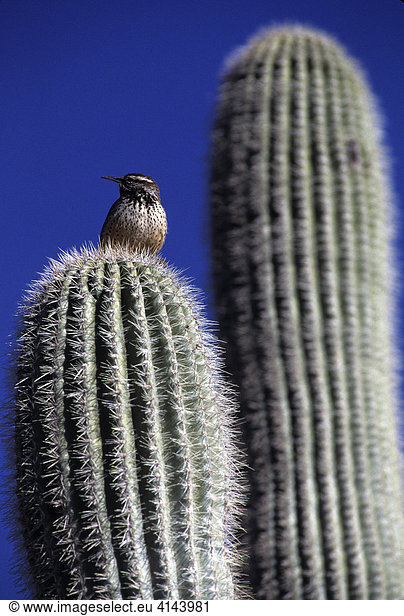 USA  United States of America  Arizona: Saguaro cactus.