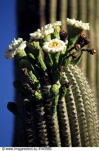 USA  United States of America  Arizona: Saguaro cactus  in bloom.